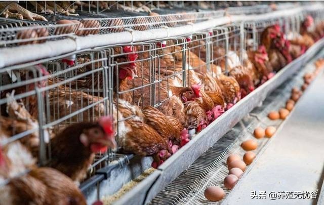 下蛋鸡脱肛是什么原因引起的,鸡生不出鸡蛋脱肛难产怎么办