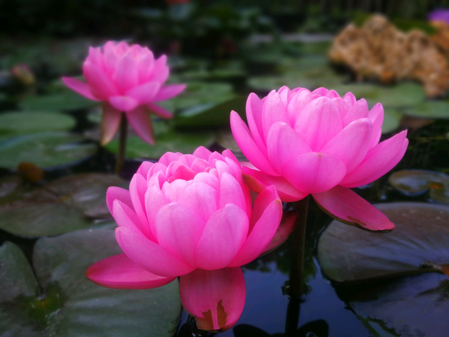 好养勤花的睡莲品种有哪些,睡莲花朵品种推荐