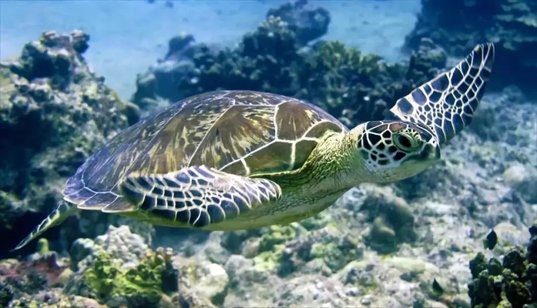 冲绳有啥,冲绳有没有啥