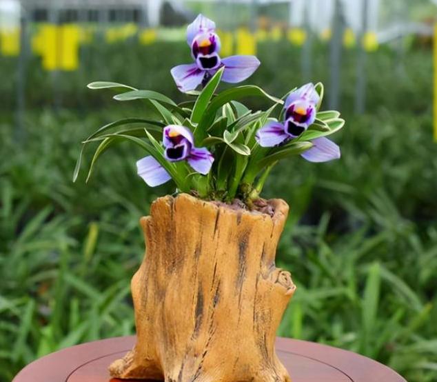 四季开花又带浓香的兰花有什么,又高开花又香的兰花