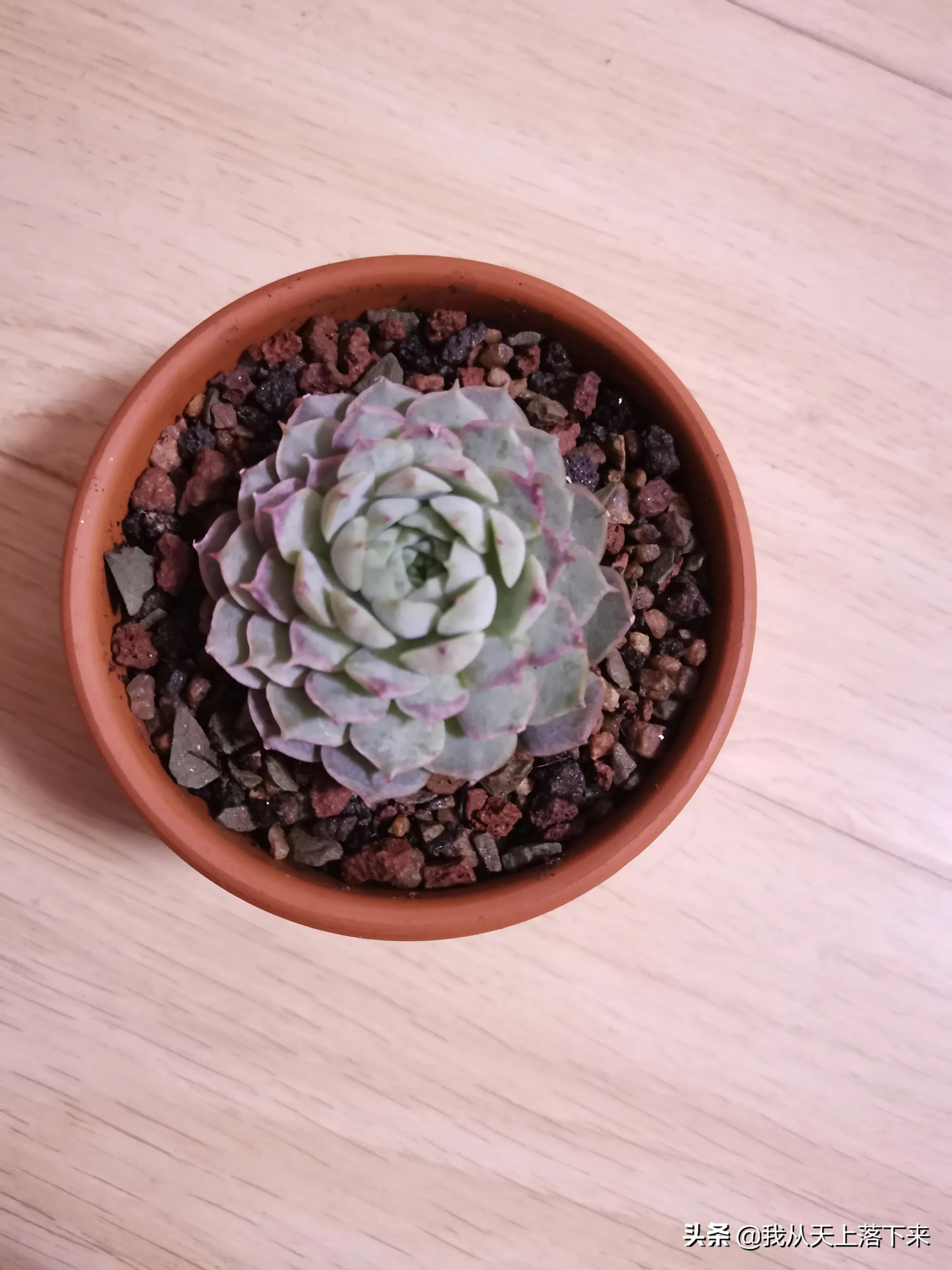 89种常见多肉植物品种图，实物拍摄，还不认识的小伙伴赶紧收藏好