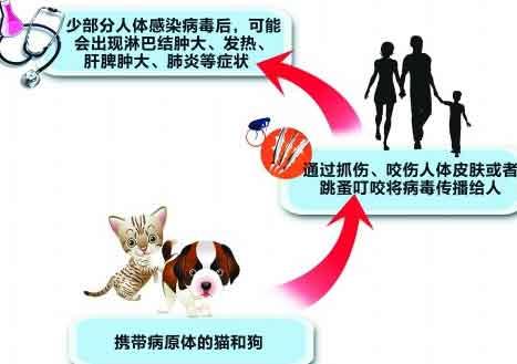 辟谣，猫应接受巴尔通体治疗？与猫抓病有何联系，如何预防与治疗