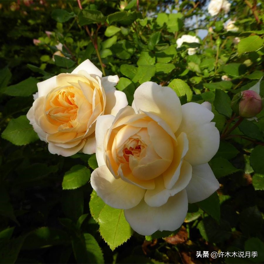 买到假月季苗怎么办,怎样网购月季不受骗