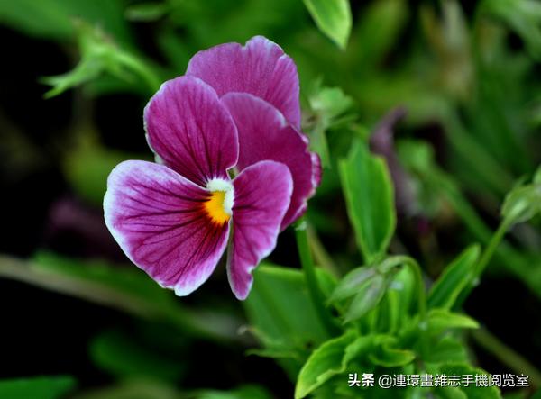 各种花的花语文案,花的花语100种