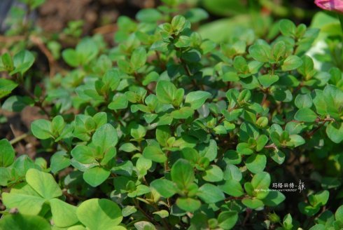 西餐香草大全及用途视频,好吃的西餐料理有哪些