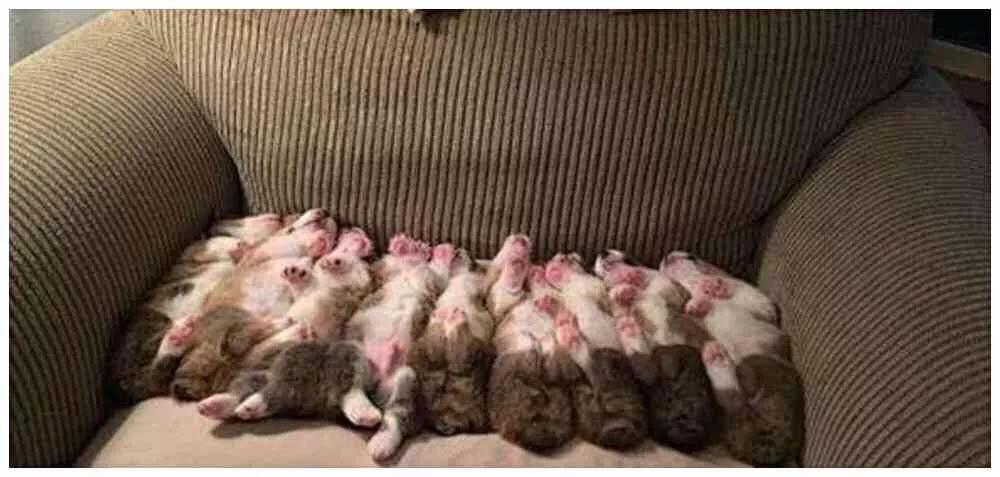 狗狗一胎生了六只小狗要干嘛,狗狗生27胞胎