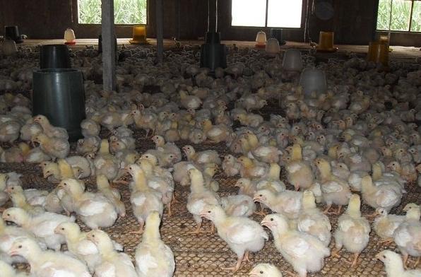 817肉鸡最佳养殖时间,花30分钟看新闻