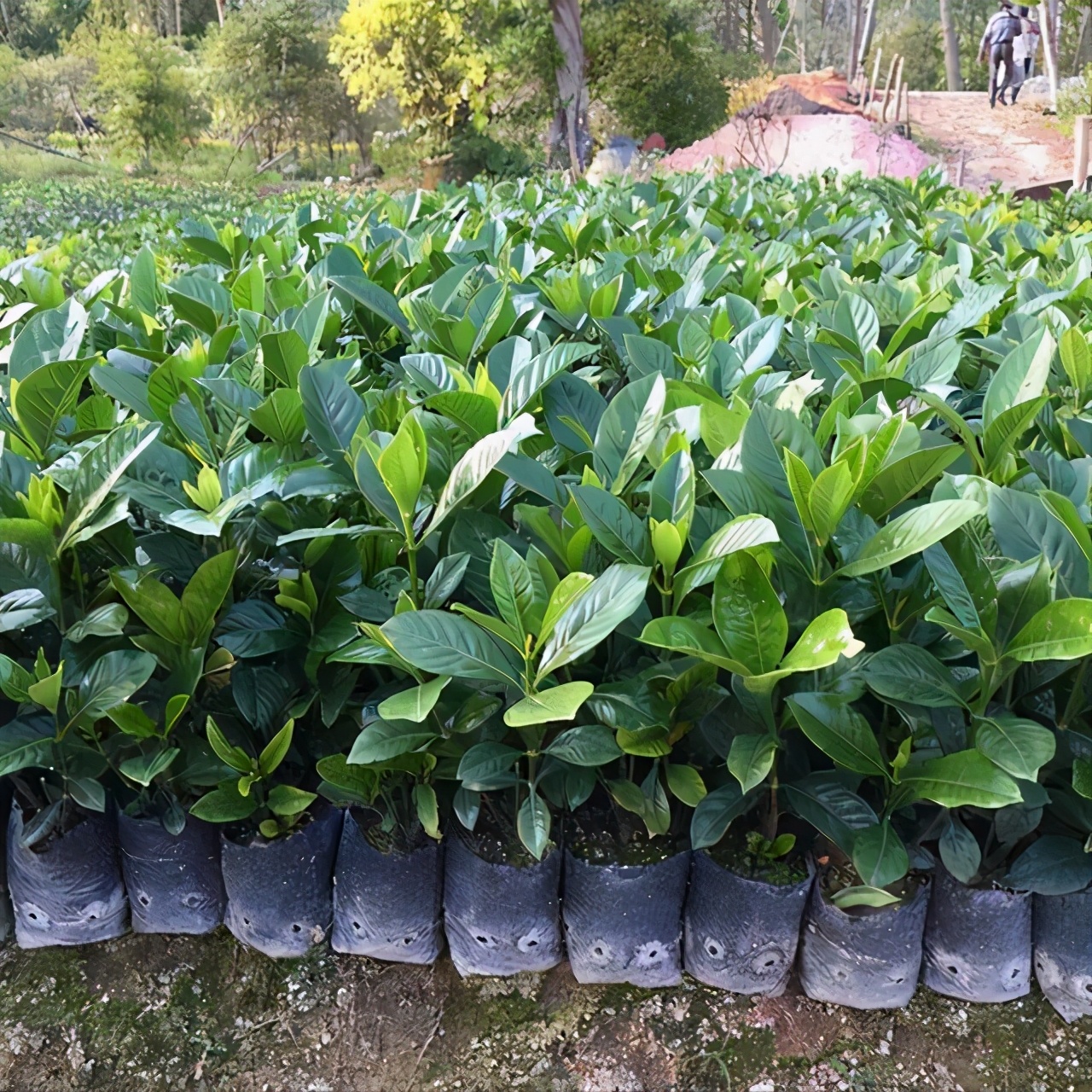 栀子花难种吗,栀子花太难养了