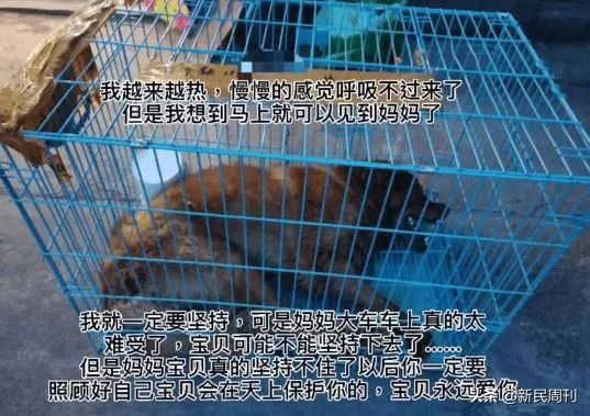 金毛被空运转为陆运,空运改陆运金毛事件