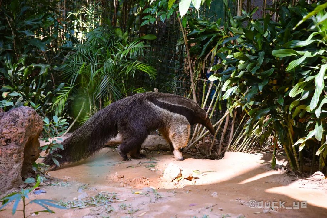 如何玩转广州长隆野生动物世界,自驾长隆野生动物世界攻略