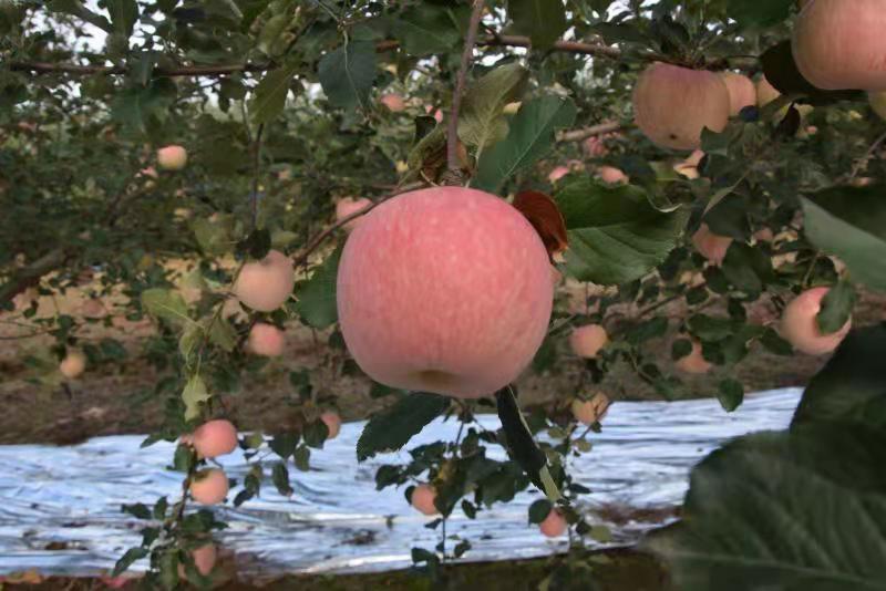 愁坏果农，摘袋后果面不干净怎么办？喷施免疫膜果面换新颜……