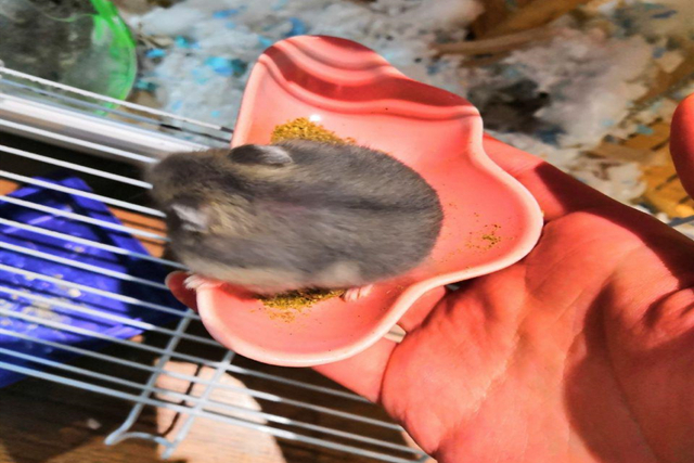 仓鼠手动磨粉器,仓鼠粮食打磨粉