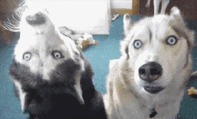 养狗人都要知道的省钱小妙招,月薪3000养狗省钱秘籍