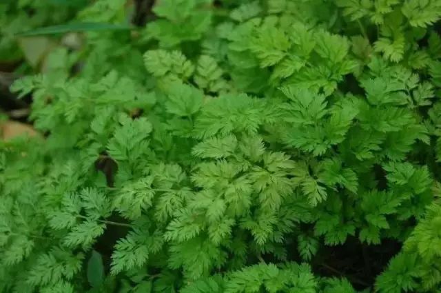 农村常见野花野草,这些野菜农村随处见