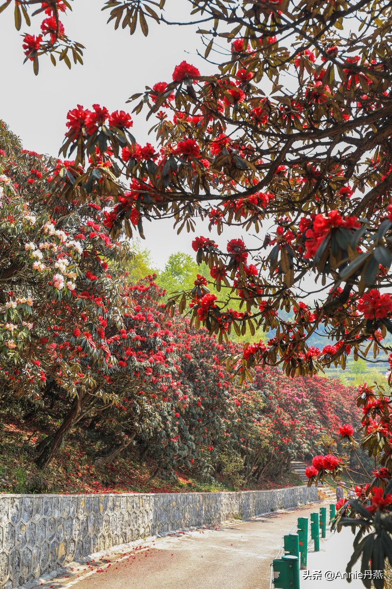 百里杜鹃花开如海,百里杜鹃百里盛开