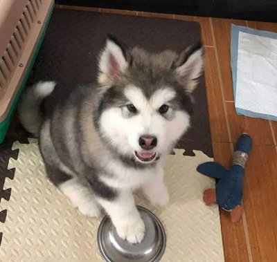 小奶狗刚到家一直叫该怎么办,刚到家的小奶狗为何总爱叫