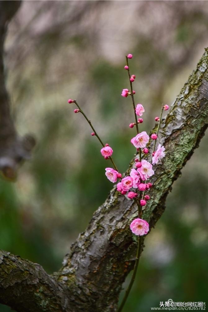 南京梅花山梅花开了吗,来南京梅花山赏梅花