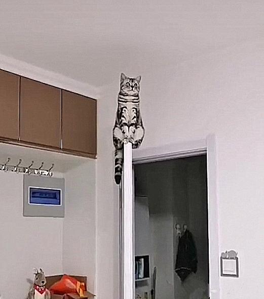 半夜睡下后总觉得空中有团黑影，打开灯后四目相对：有事吗？