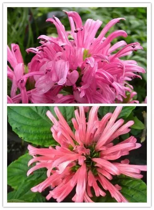 史上最全的花卉介绍，认识超过30种以上绝对是大神