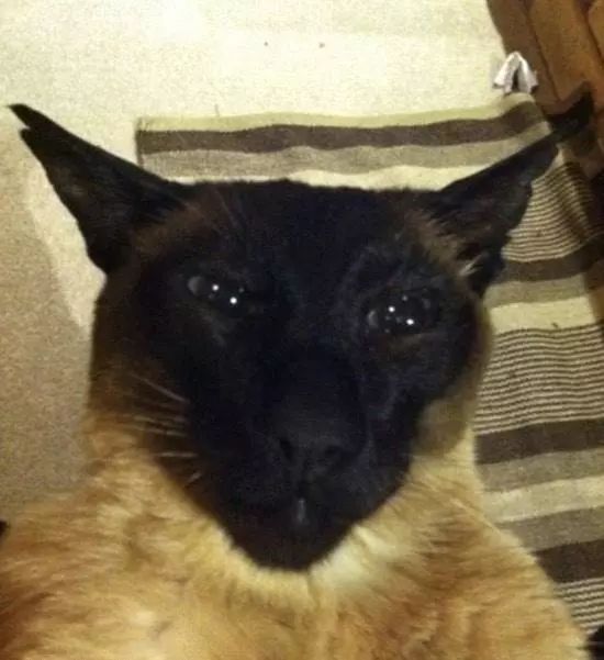 新西兰惊现心机猫，一猫侍二主蹭吃十年