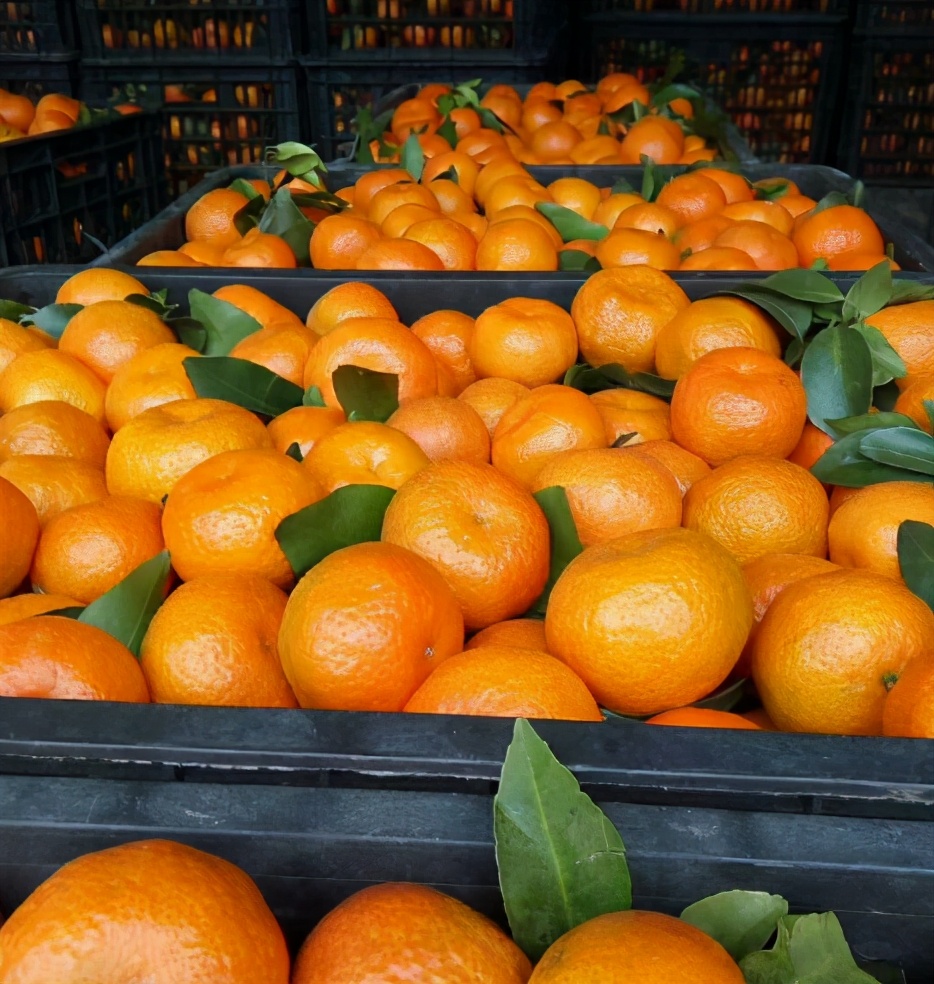 买橘子一定要认清品种,买脐橙外行人看价格内行人看品质