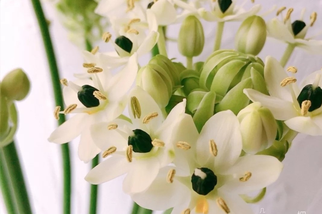 蓝色花花花语,花语是我喜欢你的花