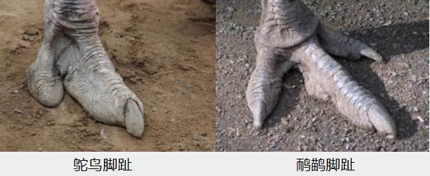 非洲鸵鸟与澳洲鸵鸟怎么区别,澳洲鸵鸟和非洲鸵鸟区别在哪里