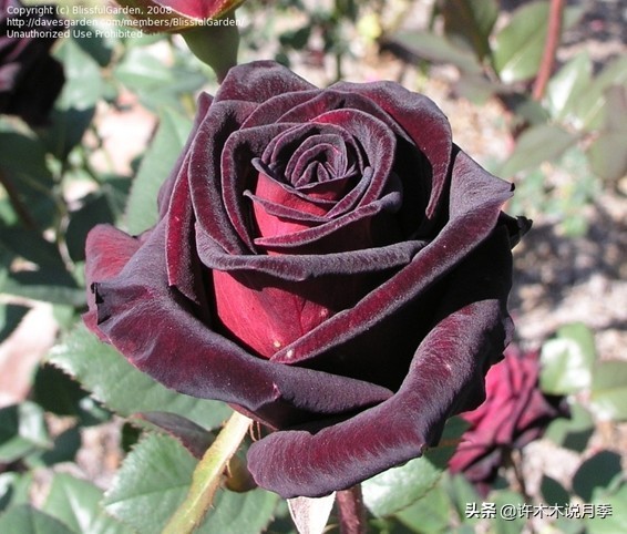 世上有黑色的花吗,世上有黑玫瑰吗