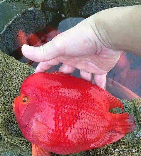 鹦鹉财神鱼如何养护,财神鱼和鹦鹉的区别