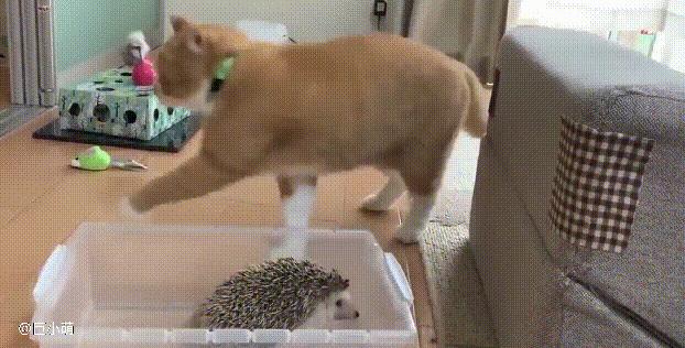 主人给猫咪带来了一只刺猬，猫咪没有抗拒，还喜欢用脑袋往刺上蹭