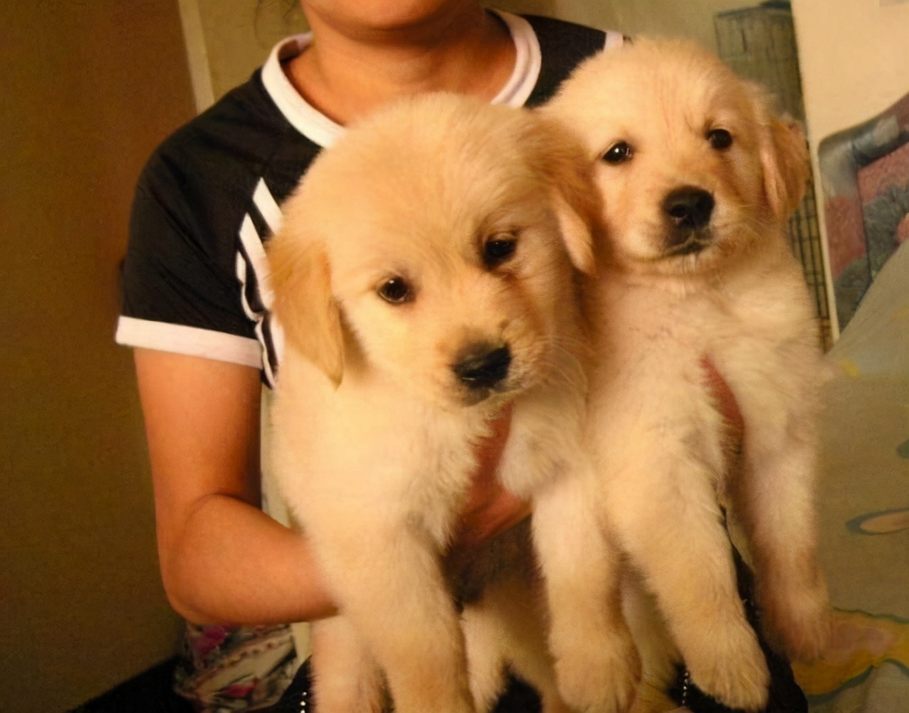 民间选狗秘笈教你怎么选出好狗,选狗最好的4种方法