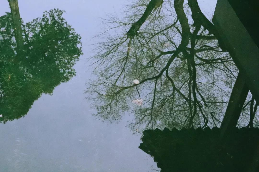 描写山茶梅花的诗句,描写茶梅花的诗句