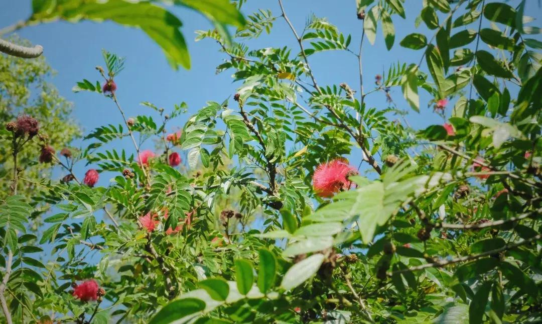 最近的华侨城,独一无二华侨城