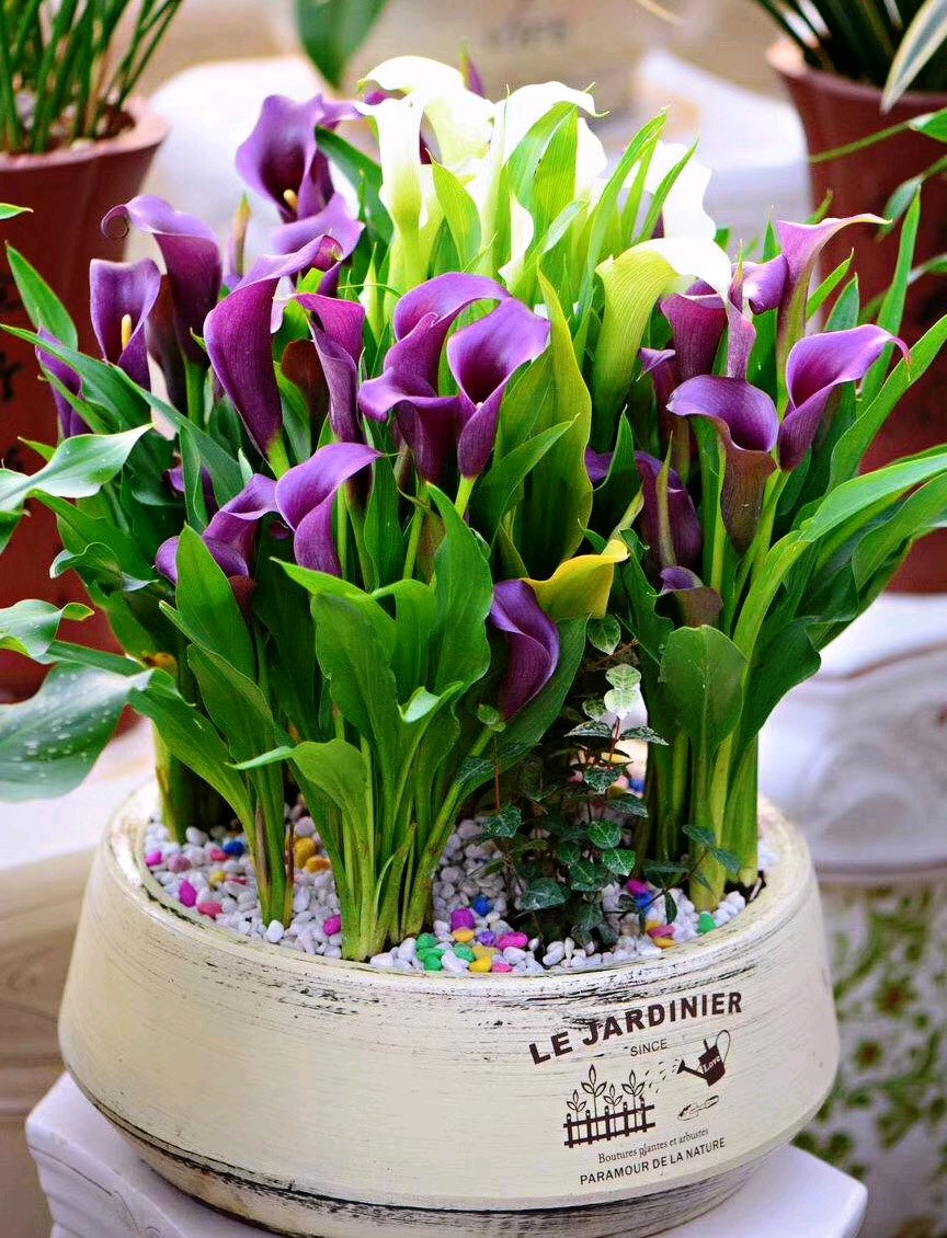 这些花只要浇水就能活,这2种花不浇水反而疯长