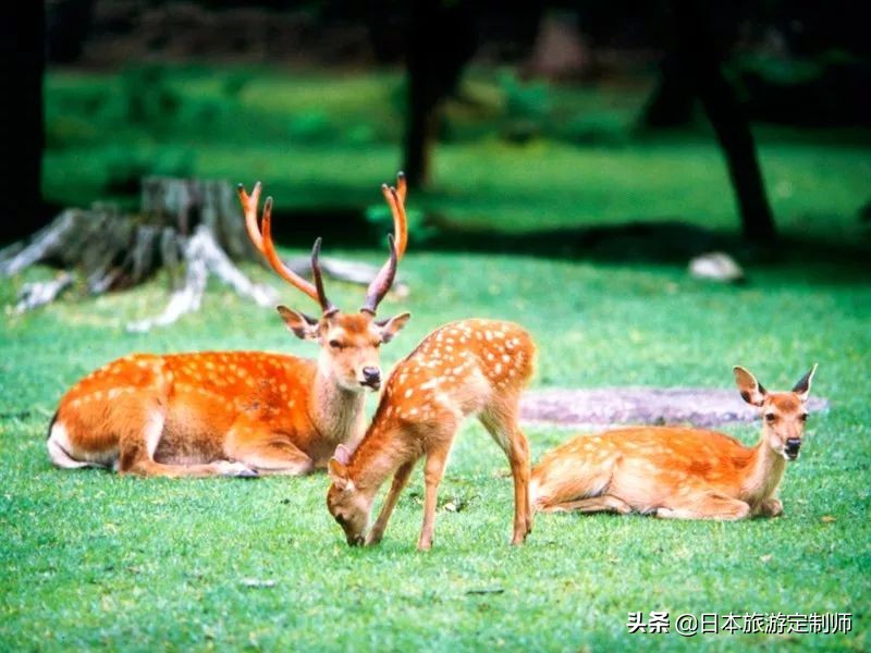 日本最美小景点,日本超美的花海美景