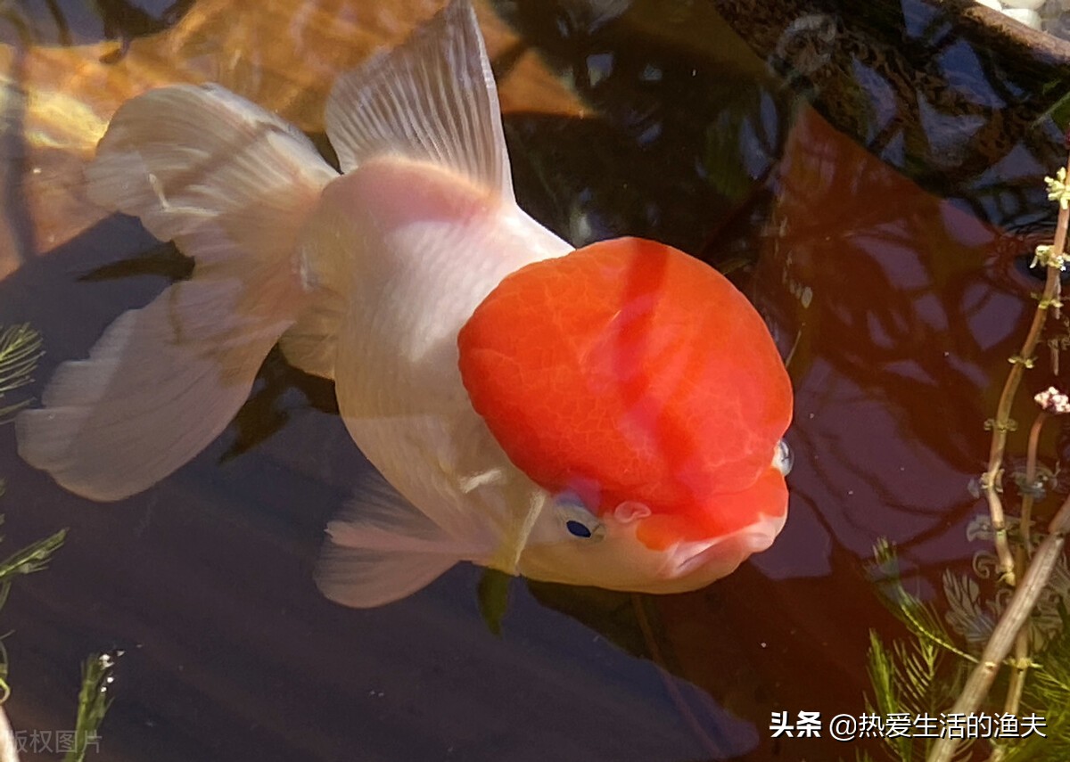 金鱼要怎么养才能活久一点,金鱼要怎么养才能活得更久