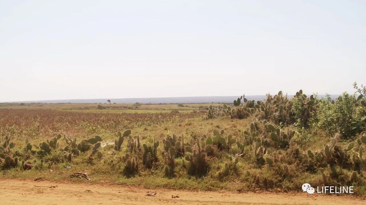 龟中“考拉”，请别让我们的孩子在博物馆见到它们...