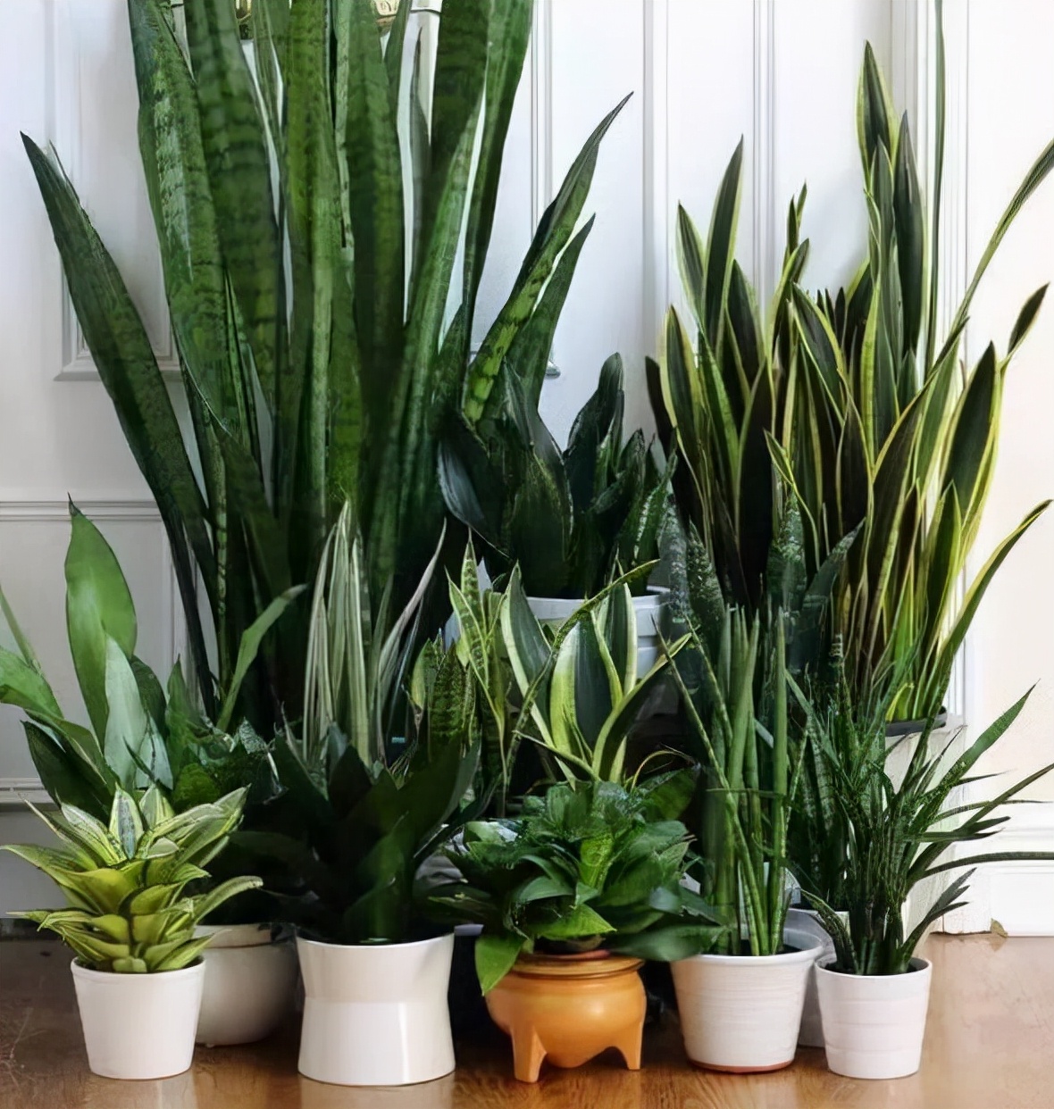 十大好养的懒人花好看,家中常种的十种吉祥花