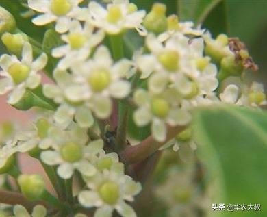 救必应树皮功效,救必应树属于国家保护植物吗