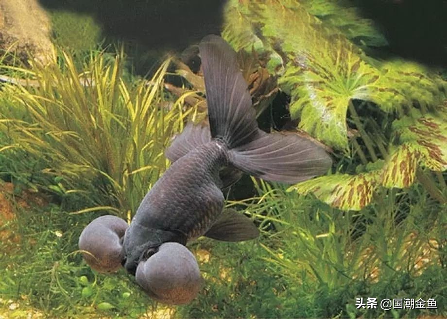 中国的金鱼产地在哪里,中国金鱼三大产地