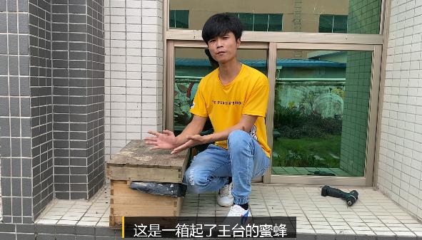 老蜂王分了剩下的王台怎么办,蜂群起王台怎么办