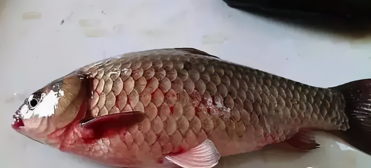 流水养鱼水霉病的鱼怎么治疗,鱼出血病和败血病