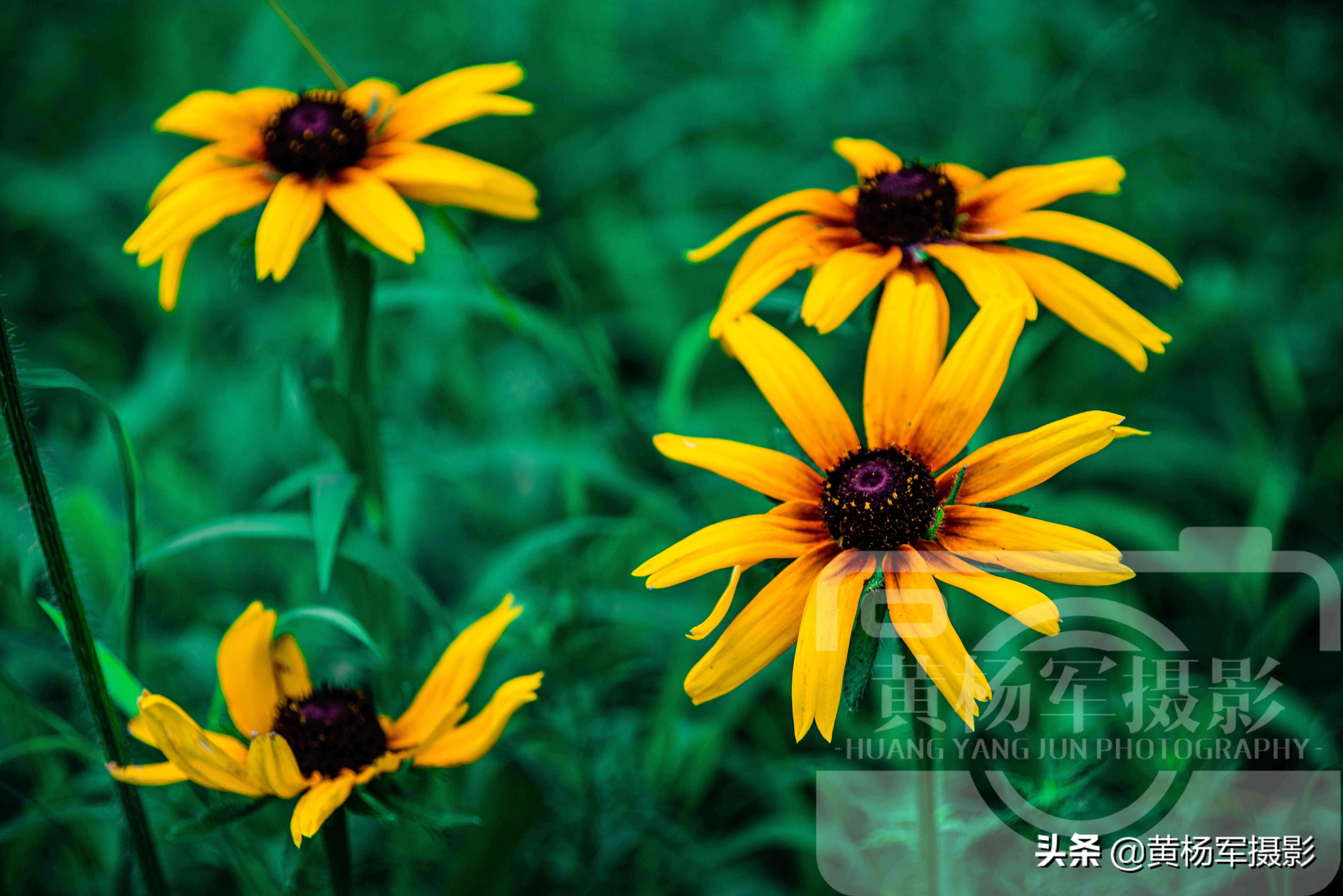 黑心金光菊和全缘金光菊的区别,宿根金光菊和黑心金光菊的区别