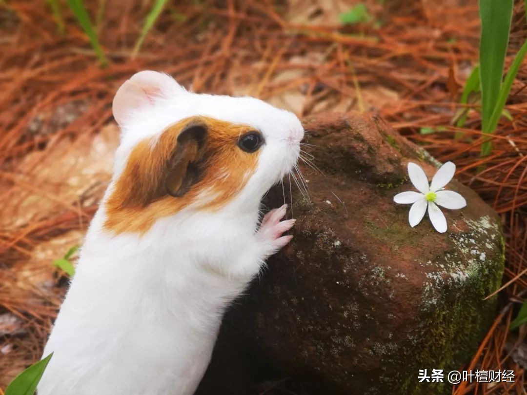中弘股份的退市申诉为何没通过,卷入中弘股份的重组风波