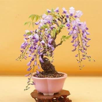 紫藤花有仙气吗怎么养,紫藤的养护方法