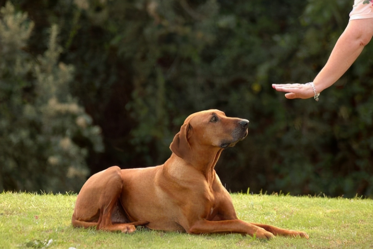 科学有效的训练狗狗,科学训狗的方法
