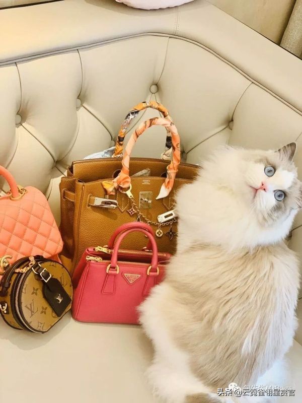 超好看的宠物包,好看又大的宠物包