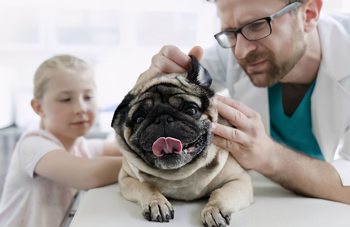 巴哥犬的体臭能彻底清除,两个月巴哥犬怎么除体臭