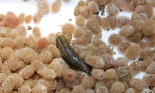 蚂蟥的再生能力有多强,晒干的蚂蟥能复活吗