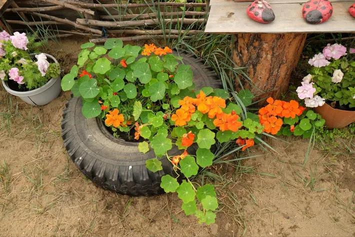 过期的饮料瓶子可以养花吗,用过的饮料瓶子怎么种花